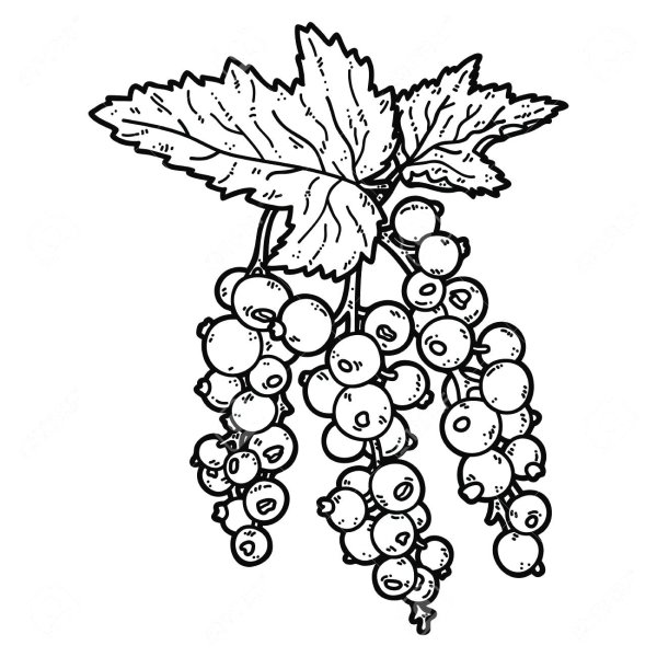 Смородина раскраска