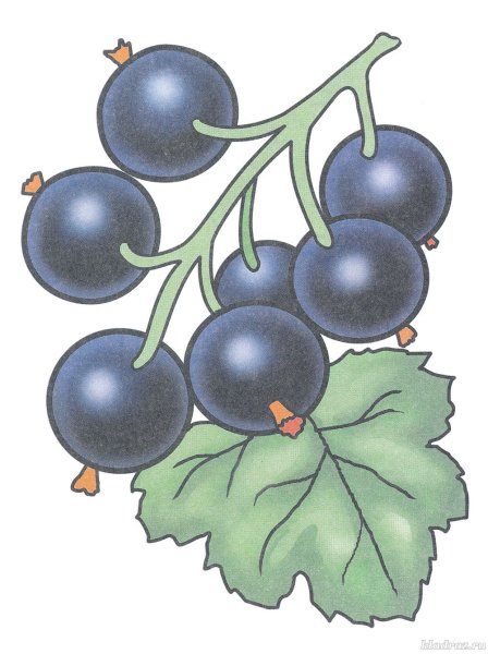 Красная смородина вектор