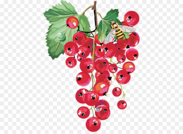 Смородина раскраска для детей