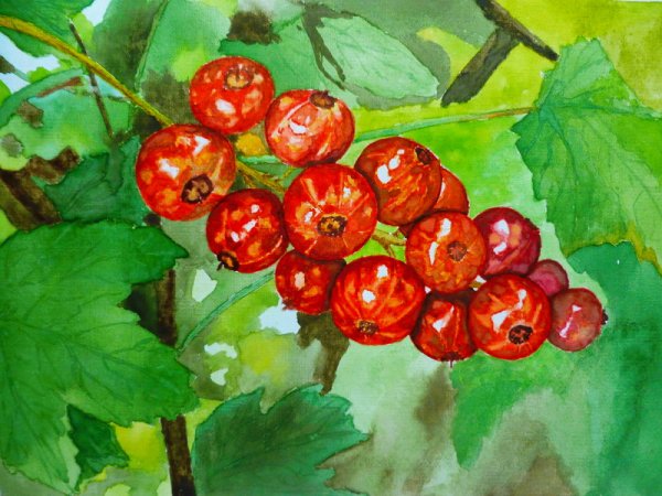 Раскраска смородина для детей 3-4 лет