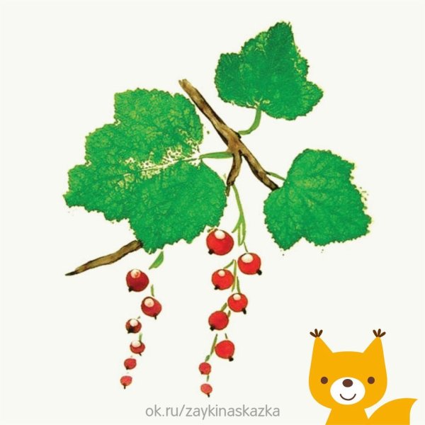 Смородина красная черная рисунок для детей