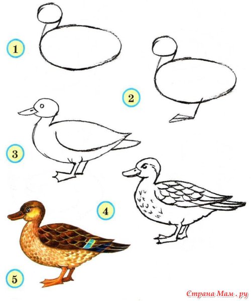 Схема рисования птиц