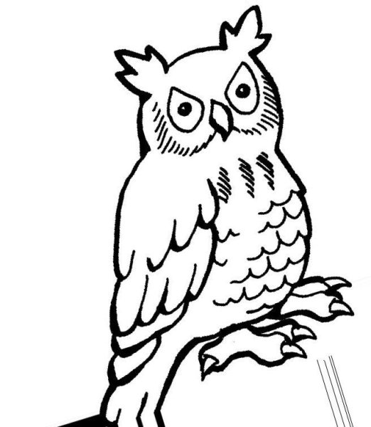 Сова иллюстрация