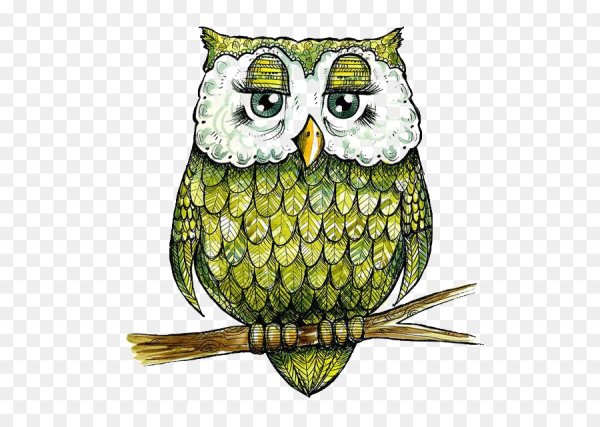 Сова раскраска