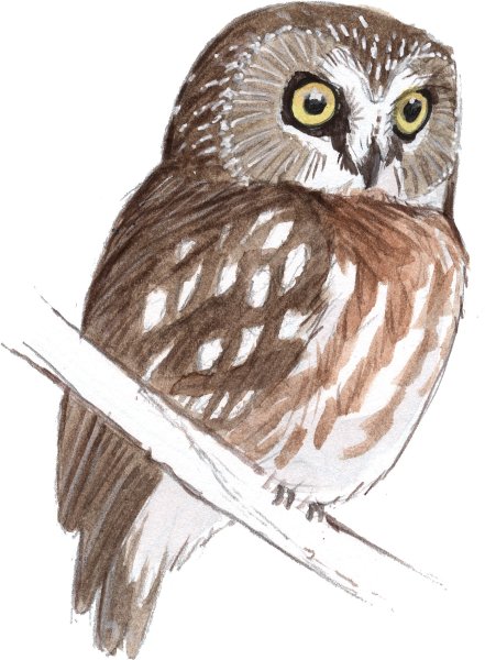 Филин рисунок