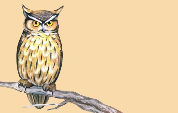 Изображение Совы для детей