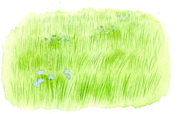 Трава рисунок