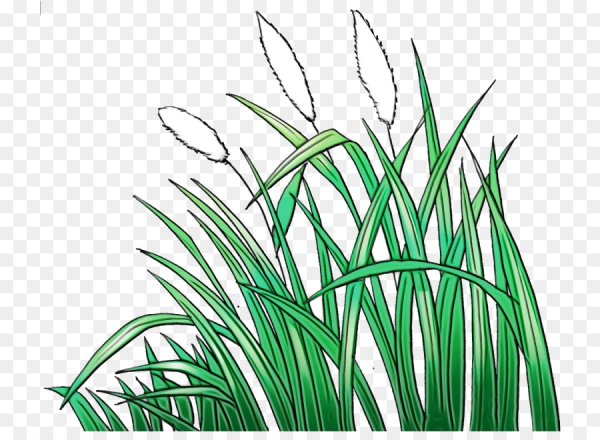 Трава рисунок