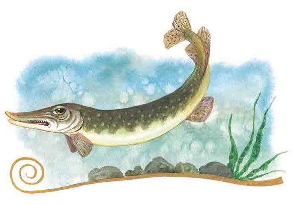 Щука сказка