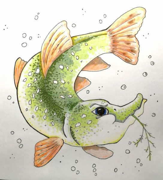 Щука рисунок карандашом цветной