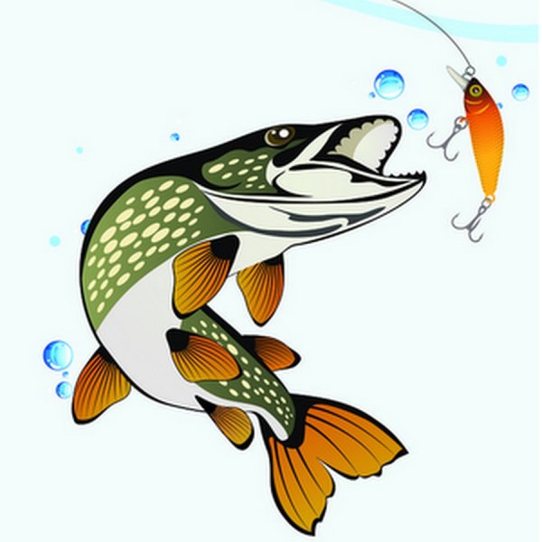 Щука иллюстрация