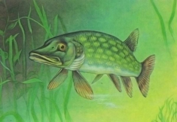 Щука мультяшные