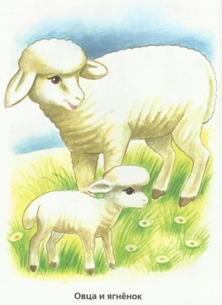 Овца мультяшная