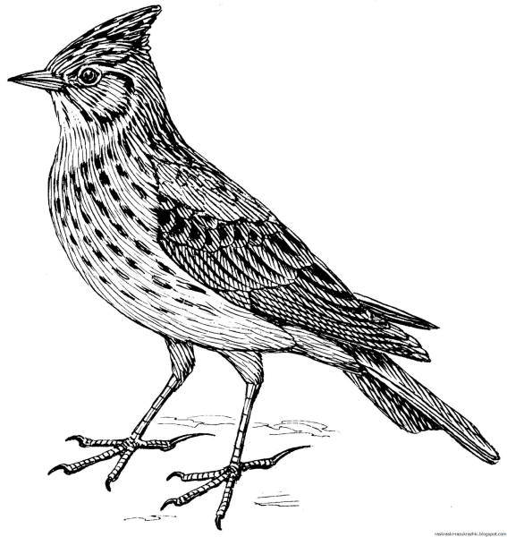 Полевой Жаворонок раскраска