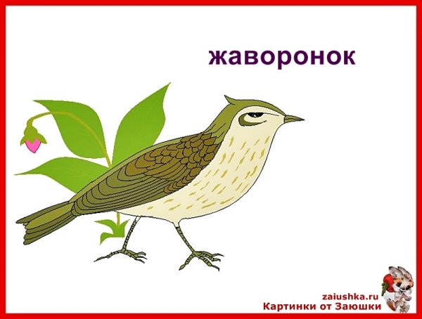 Жаворонок рисунок