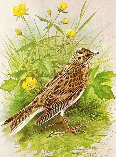 Иллюстрация к романсу Жаворонок Глинка