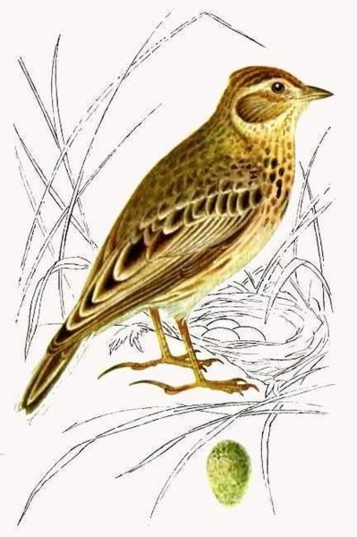Жаворонок рисунок детский