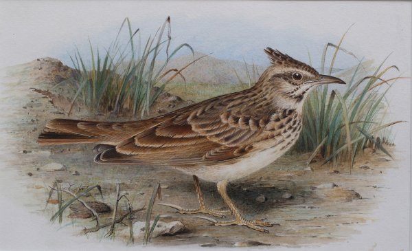 Жаворонок раскраска для детей