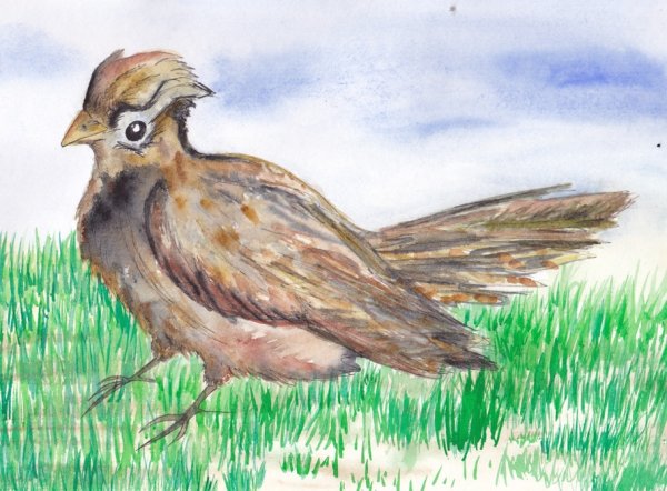 Жаворонок раскраска для детей