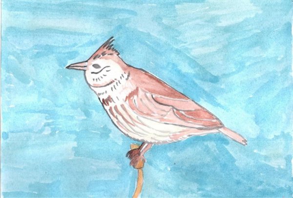 Перелетные птицы Жаворонок нарисовать