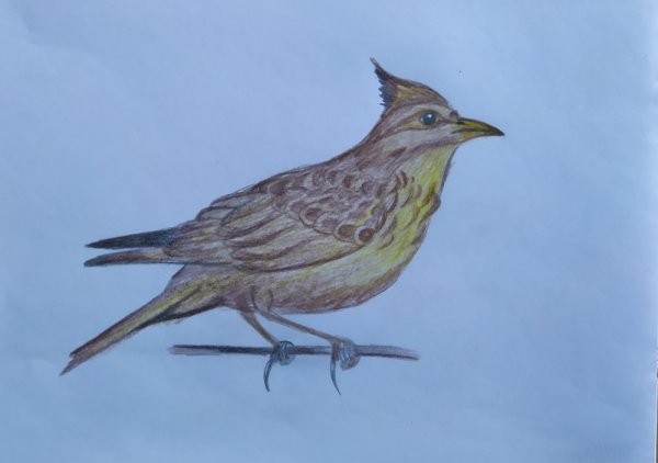 Сойка птица раскраска