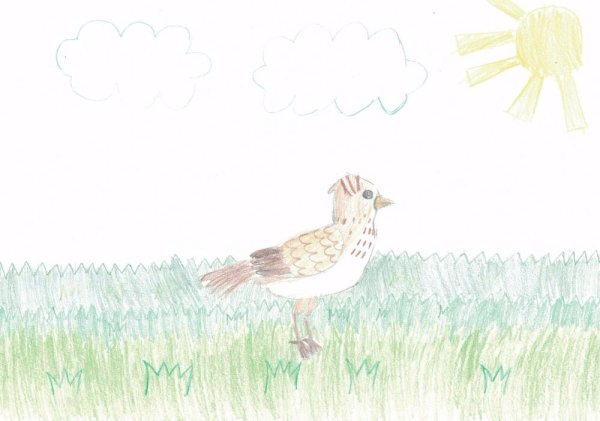 Рисование жаворонка в старшей группе