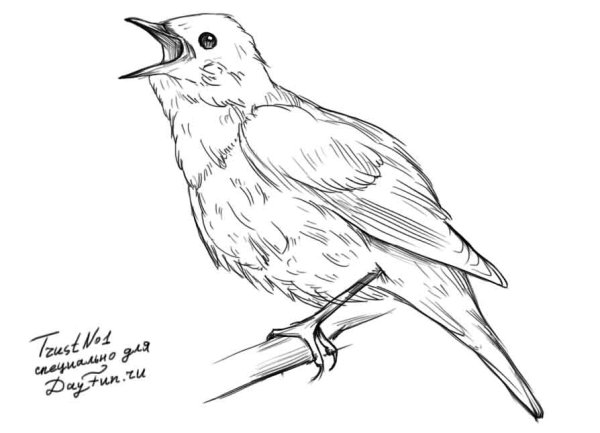 Нарисовать жаворонка