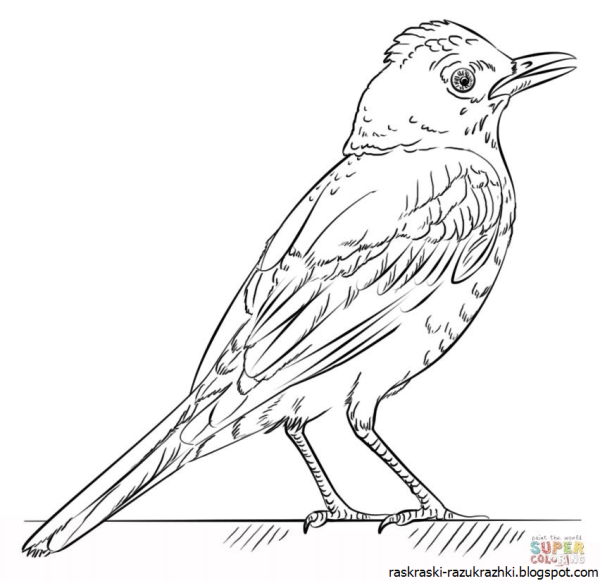 Соловей рисунок