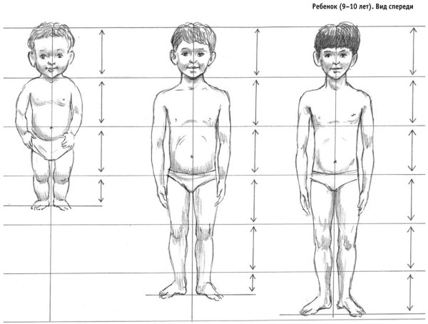 Пропорции подростка для рисования