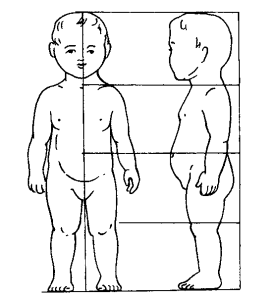 Пропорции тела ребенка 1 год