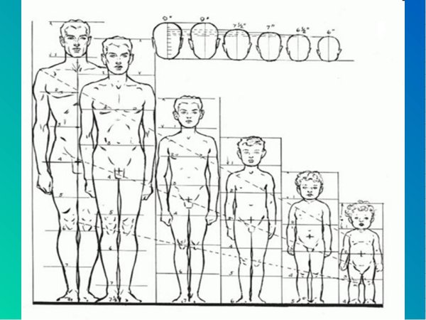 Эндрю Лумис пропорции человека
