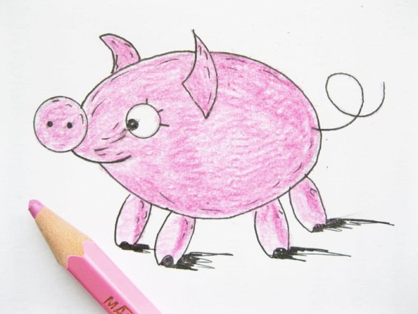 Свинья рисунок карандашом