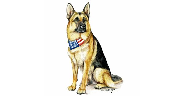 Немецкая овчарка рисунок