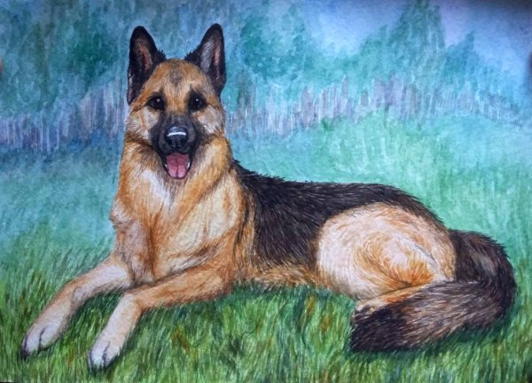 Немецкая овчарка зарисовка
