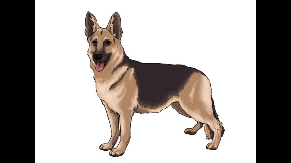 Овчарка рисунок