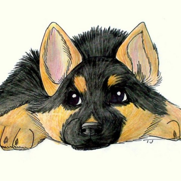 Немецкая овчарка рисунок