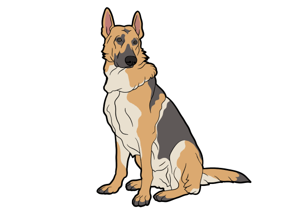 Овчарка сидит