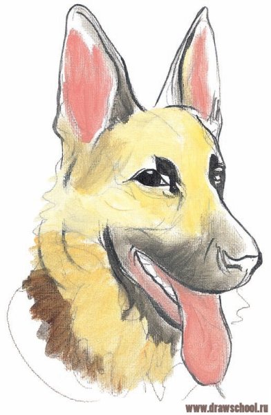 Овчарка карандашом для начинающих