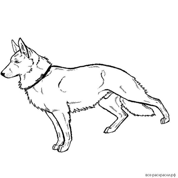 Раскраска собака овчарка