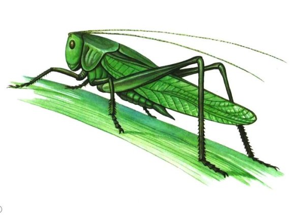 Кузнечик рисунок