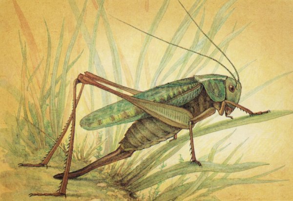 Кузнечик раскраска