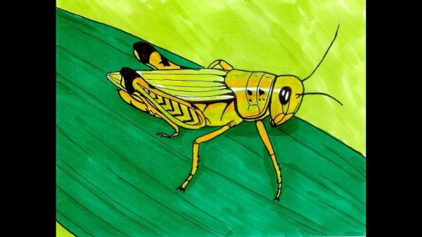 Сверчки Кузнечики Саранча