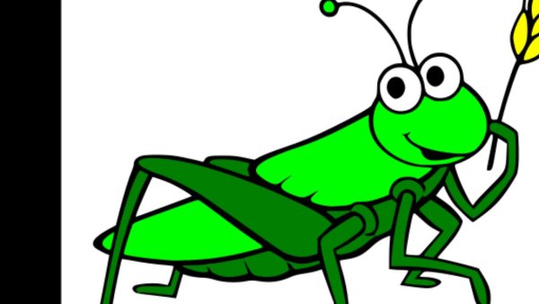 Насекомые. Раскраска