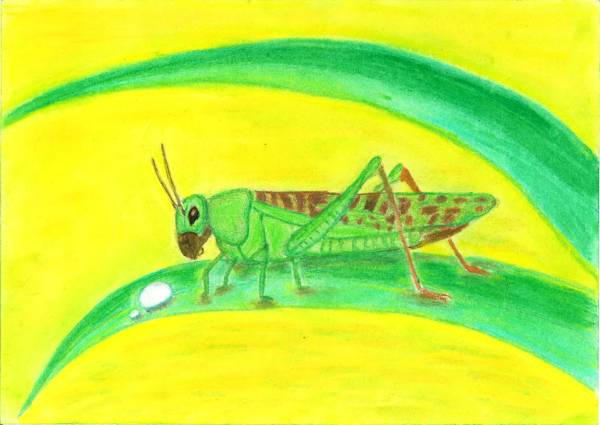 Сверчок раскраска