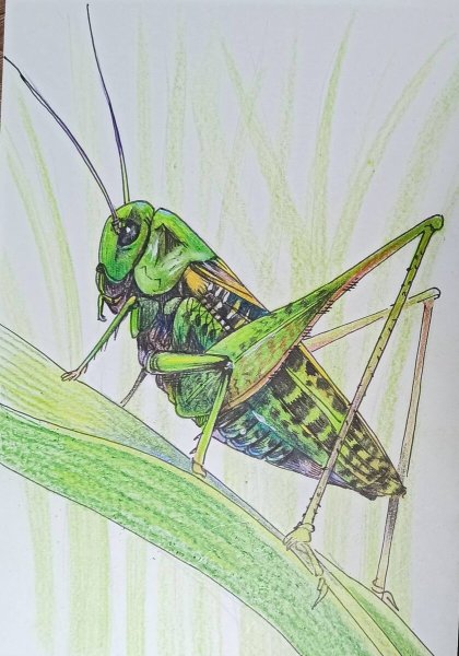 Изображение кузнечика для детей