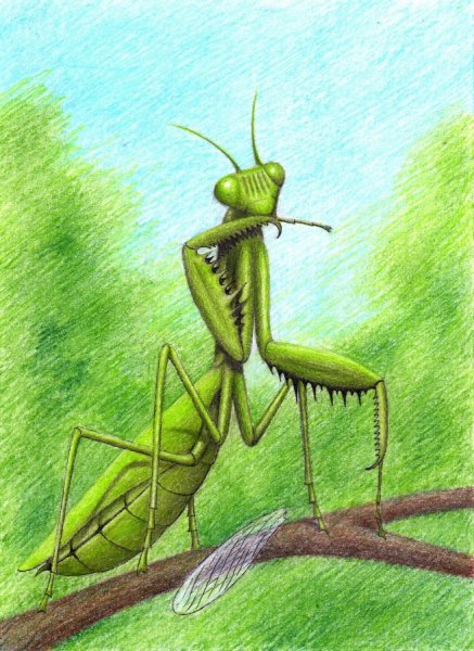 Нарисовать богомола