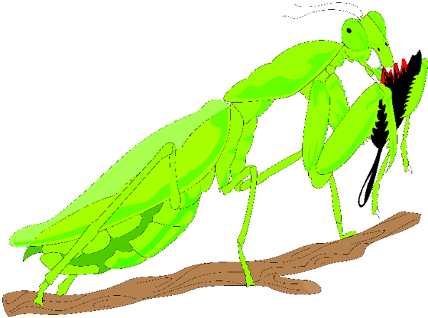 Дети богомола