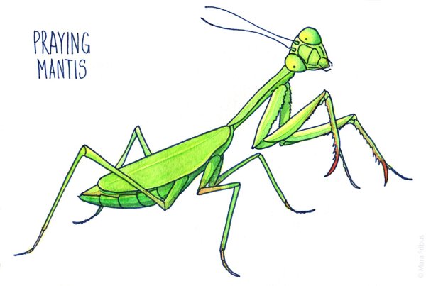 Богомол раскраска