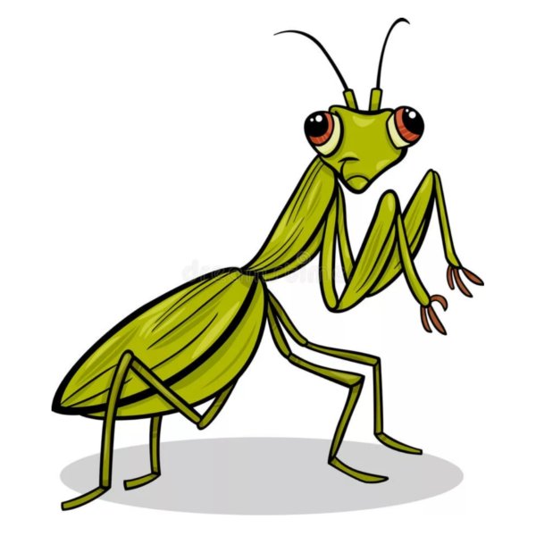 Богомол для срисовки