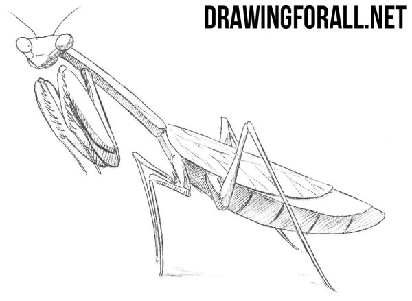 Богомол рисунок карандашом